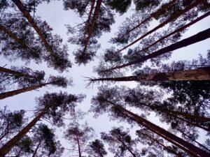 FOMO fear of missing out