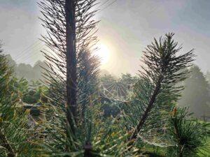 why the web of the internet needs