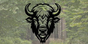 Białowieża forest